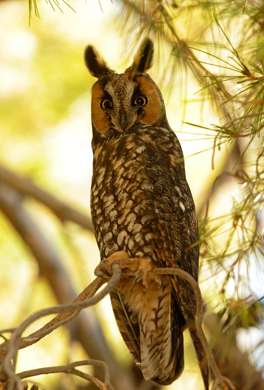 Long-eared Owl