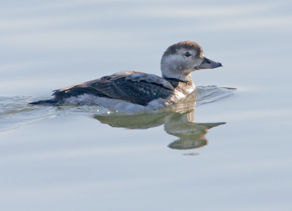 Long-tailed Duck