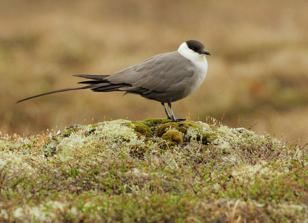 Long-tailed Jaeger