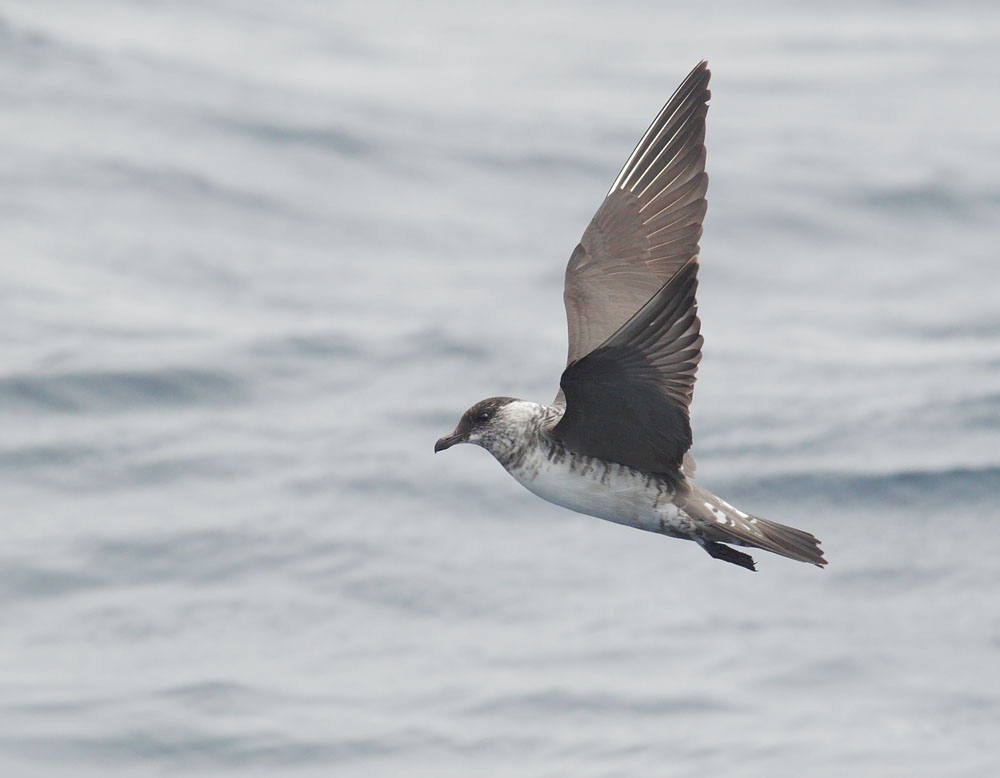 Long-tailed Jaeger