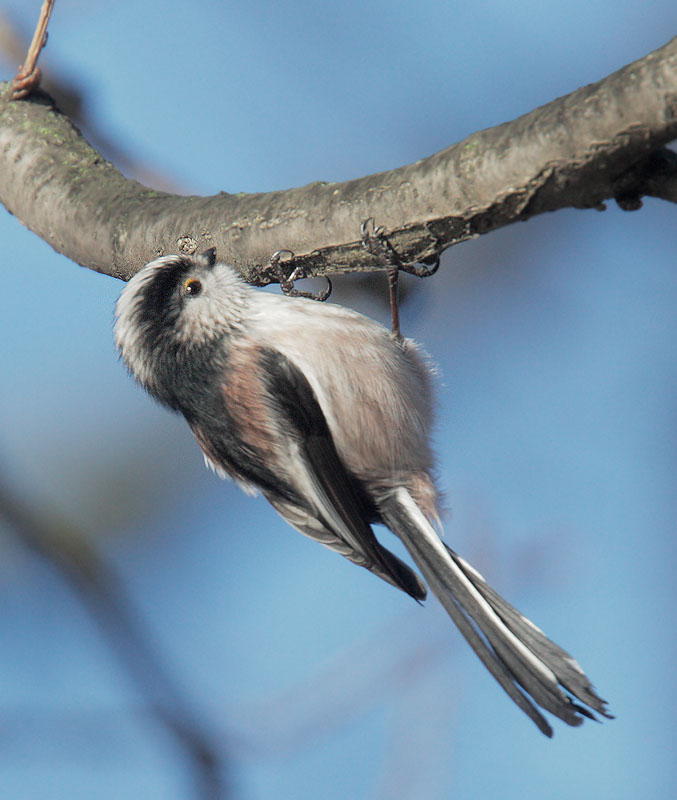 Long-tailed Tit