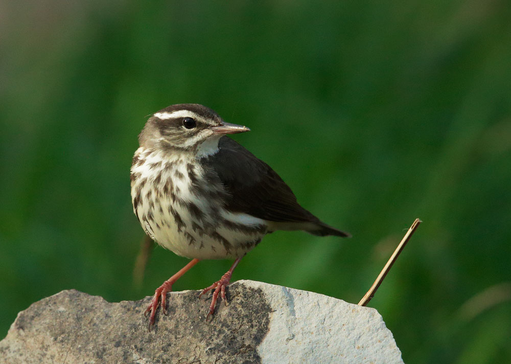 Louisiana Waterthrush