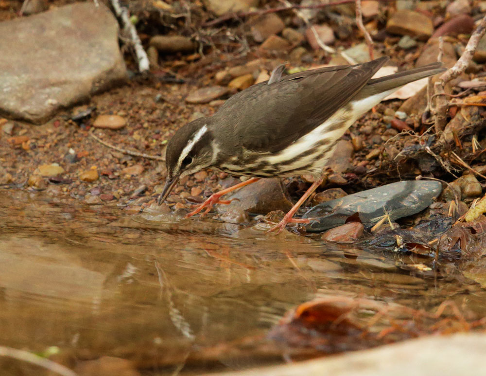 Louisiana Waterthrush