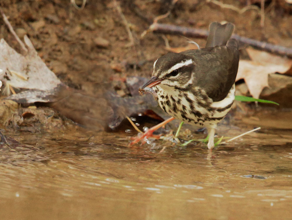 Louisiana Waterthrush
