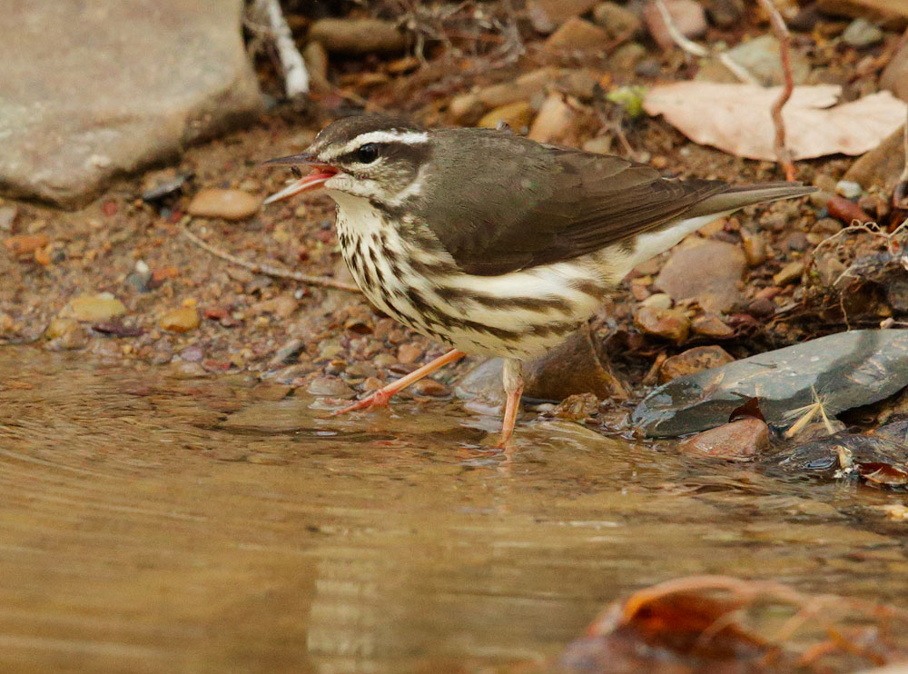 Louisiana Waterthrush