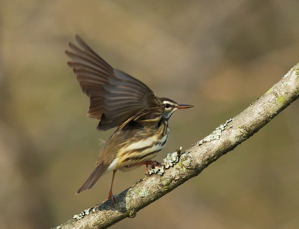 Louisiana Waterthrush