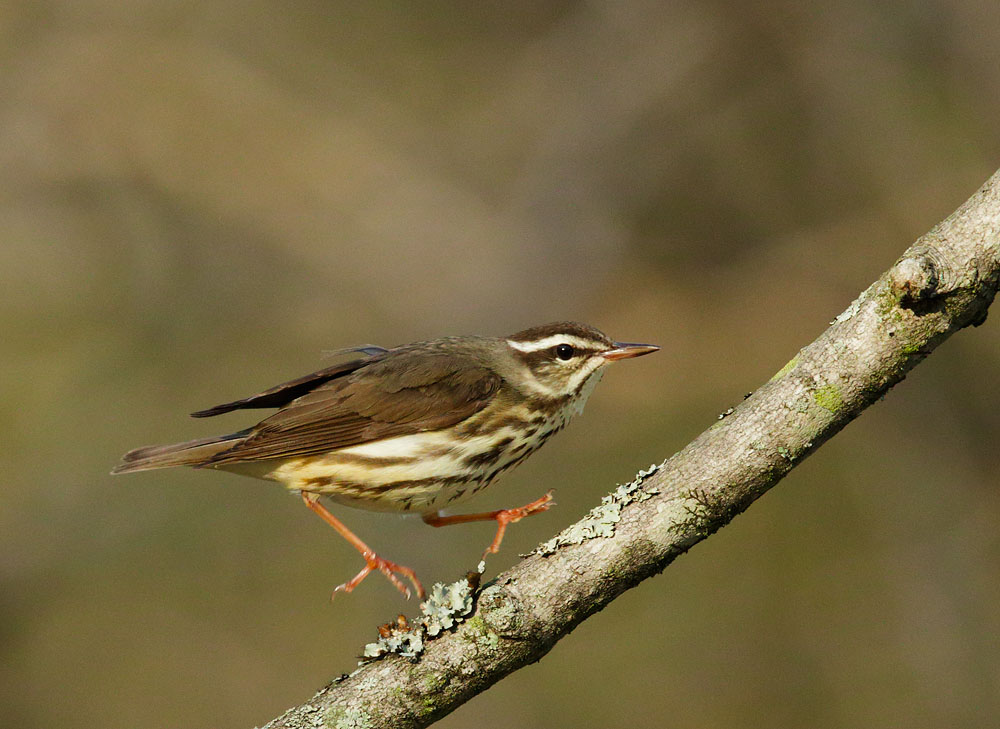 Louisiana Waterthrush