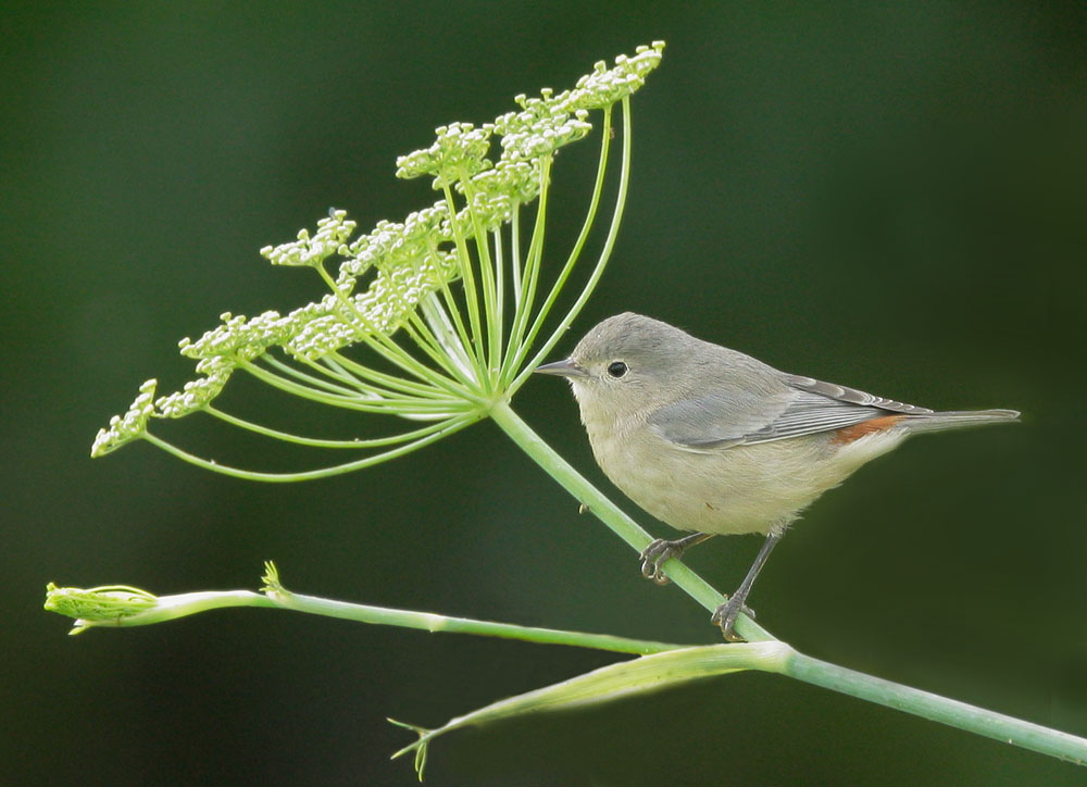 Lucy's Warbler
