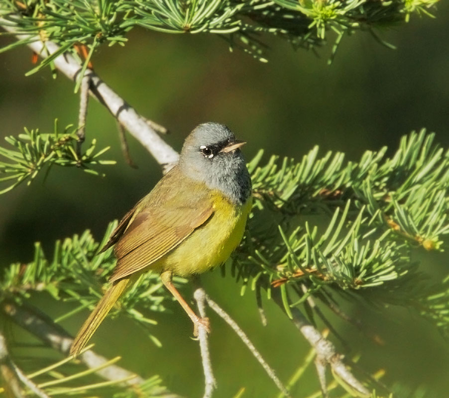 MacGillivray's Warbler