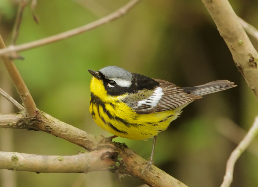 Magnolia Warbler