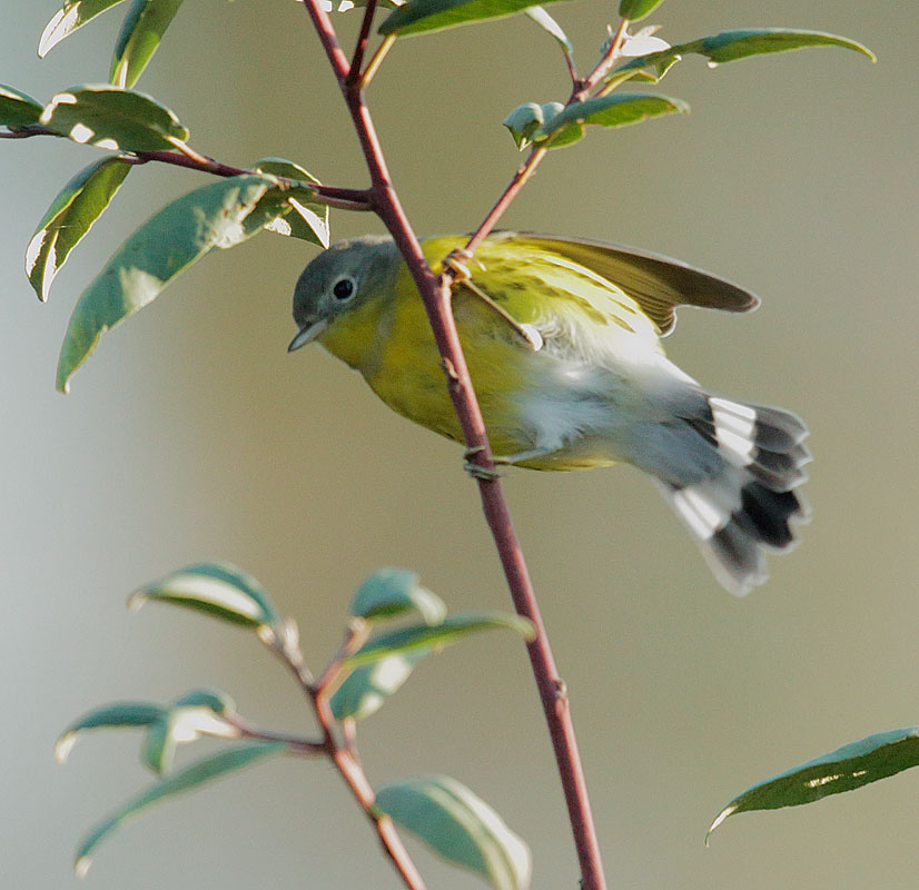 Magnolia Warbler