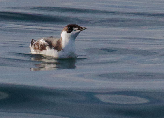 Marbled Murrelet
