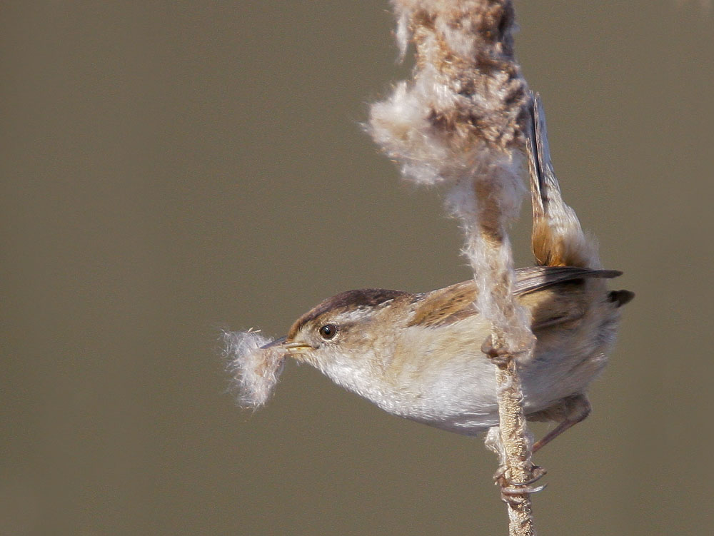 Marsh Wren