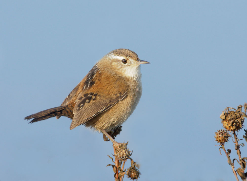 Marsh Wren