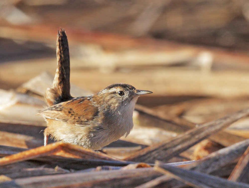 Marsh Wren