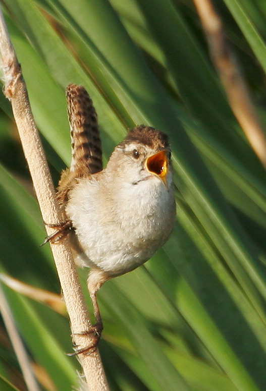 Marsh Wren