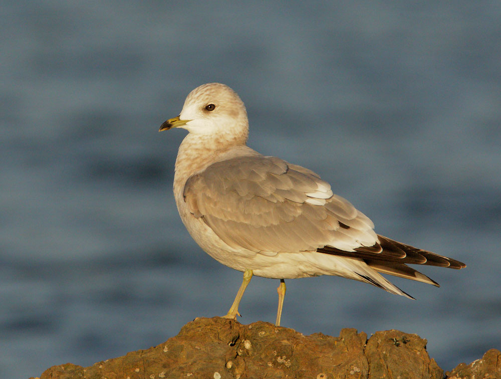 Mew Gull