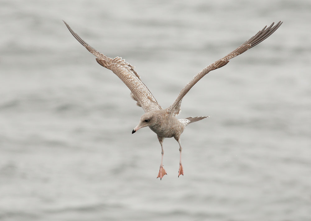 Mew Gull