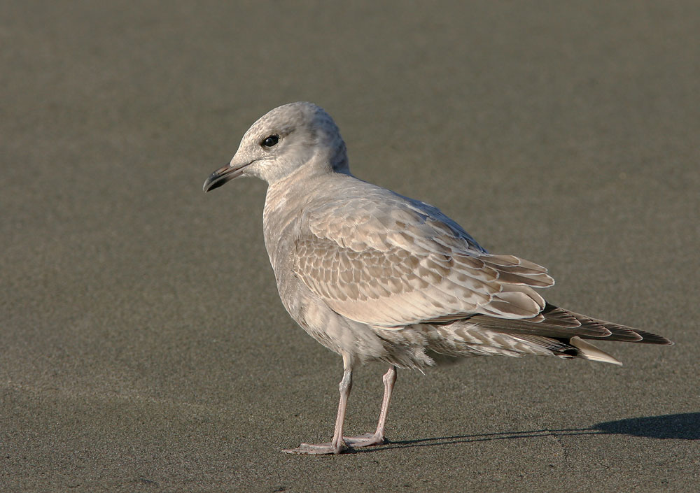 Mew Gull