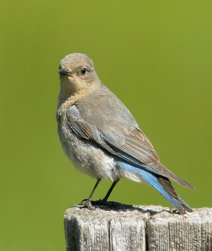 Mountain Bluebird, female, 6/11/08, Cemetery Road, Sierraville, Sierra Co