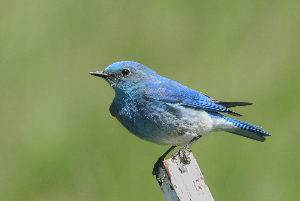 Mountain Bluebird, male, 6/16/05, Kyburz Flats, Sierra Co
