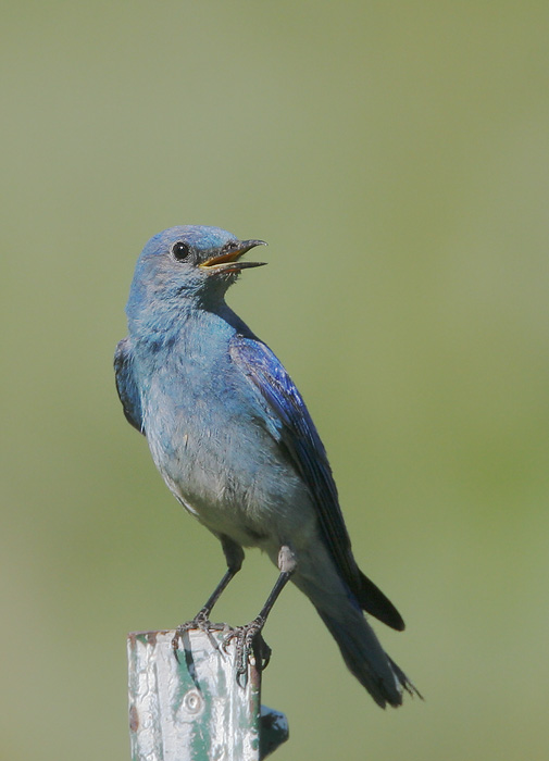 Mountain Bluebird, male, 6/22/06, Kyburz Flat, Sierra Co