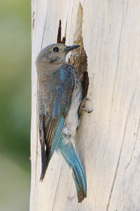 Mountain Bluebird, female at nest, 6/26/06, Donner Camp, Nevada Co