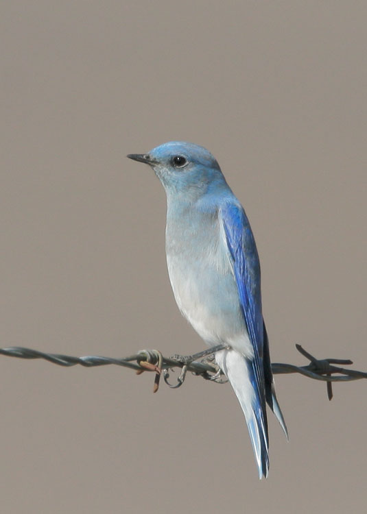 Mountain Bluebird, male, 11/7/07, Panoche Valley, San Benito Co
