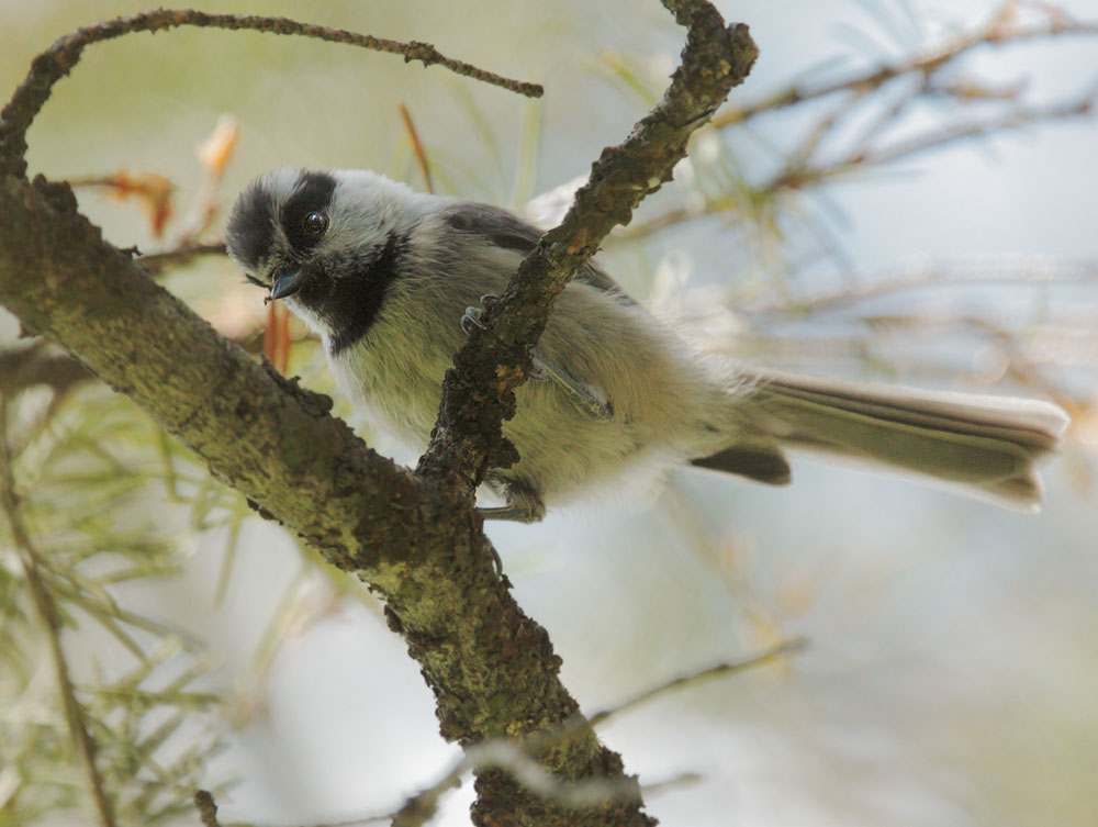 Mountain Chickadee