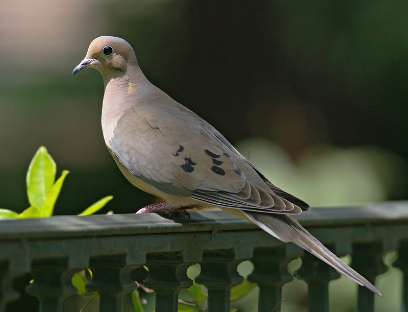 Mourning Dove, 5/11/06, my back yard, Stanford campus