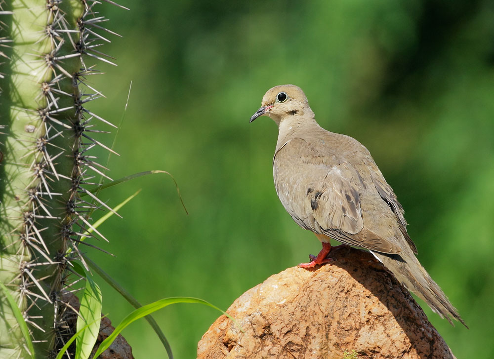 Mourning Dove, 8/3/08, Pond at Elephant Head, Chino Canyon, AZ