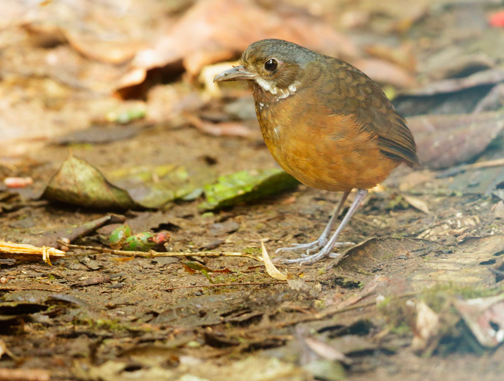 Moustached Antipitta