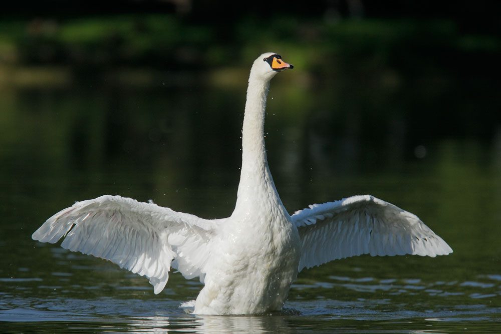 Mute Swan, pinioned displaying, 8/14/08, Avon River, Stratford, Ontario