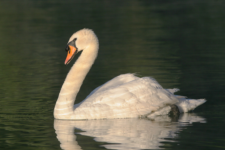 Mute Swan, captive male, 8/6/05, Avon River, Stratford, Ontario