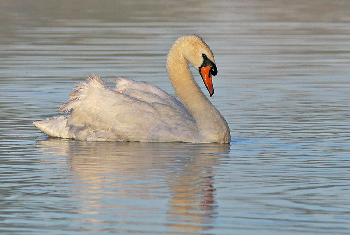 Mute Swan, captive male, 8/6/05, Avon River, Stratford, Ontario