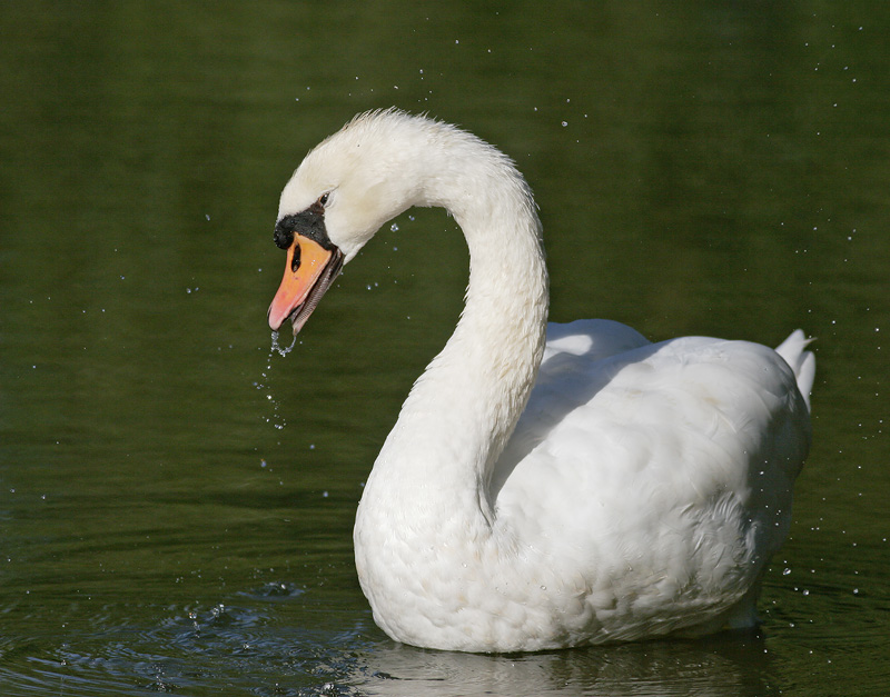 Mute Swan, 8/16/06, Stratford, Ontario