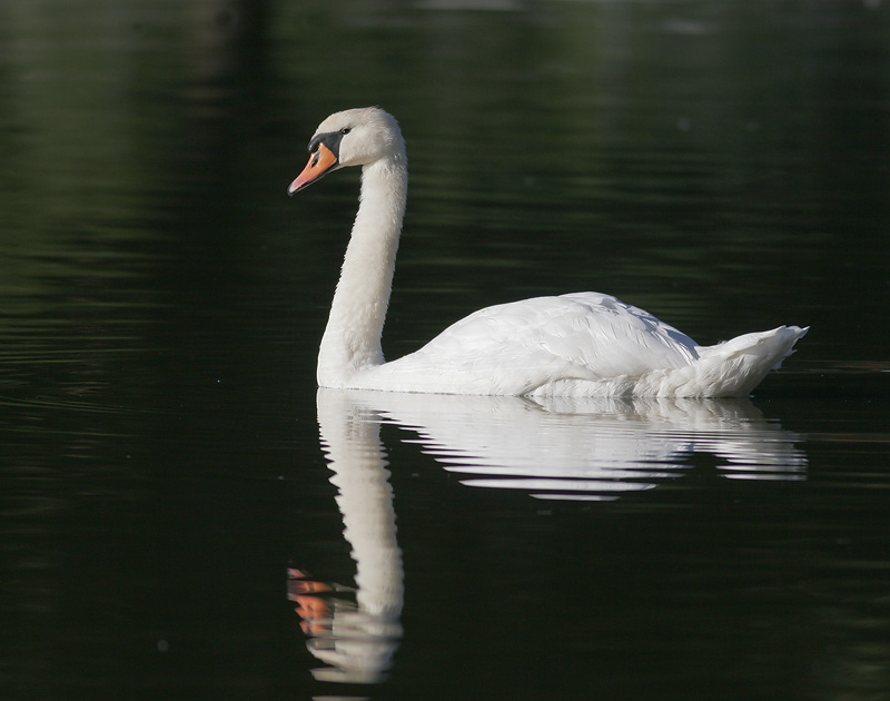 Mute Swan, 8/17/06, Stratford, Ontario