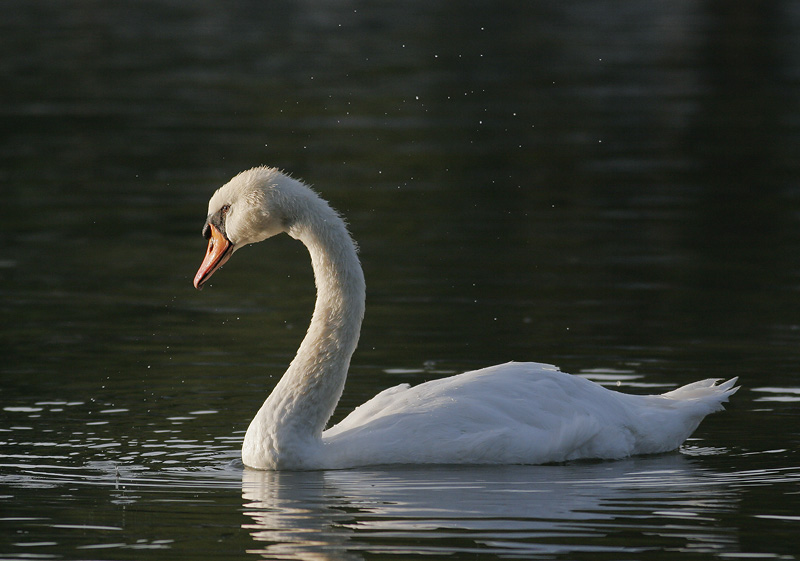 Mute Swan, 8/16/06, Stratford, Ontario