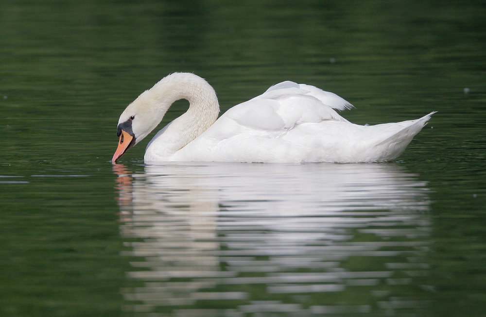 Mute Swan, 7/25/07, Stratford, Ontario