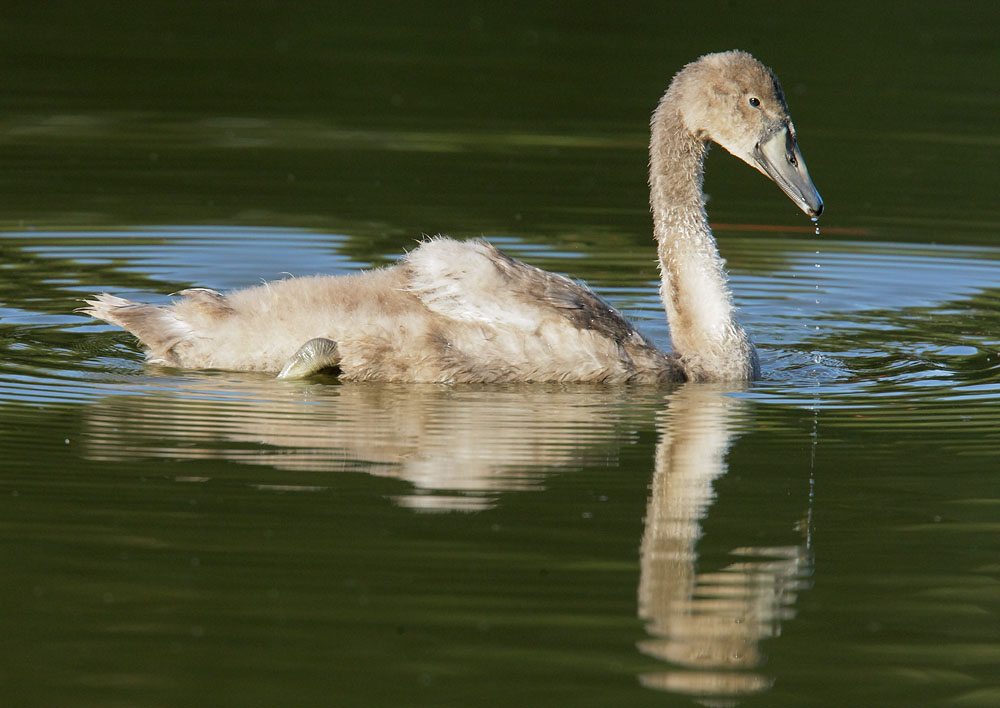 Mute Swan, juvenile, gray-brown morph, 8/14/08, Avon River, Stratford, Ontario