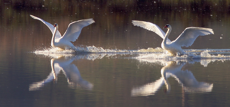 Mute Swans, 11/13/04, Shollenberger Park, Petaluma, Sonoma Co