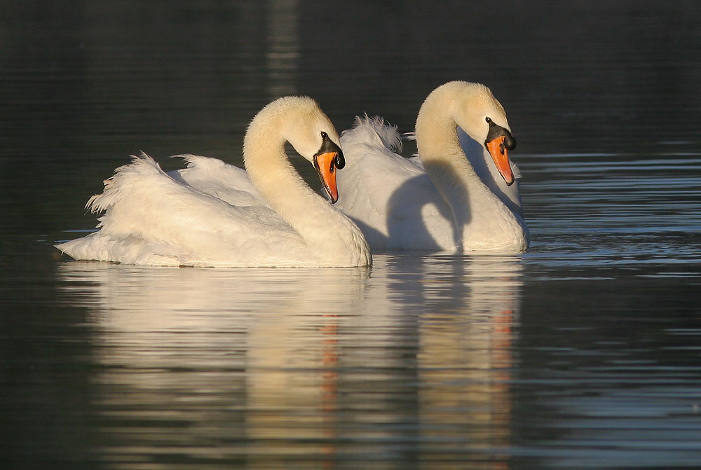 Mute Swans, captive, adult males facing off, 8/6/05, Avon River, Stratford, Ontario