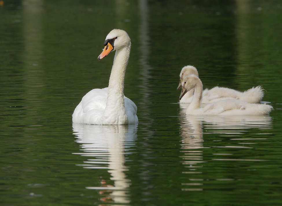 Mute Swans, adult with two young, 7/25/07, Stratford, Ontario