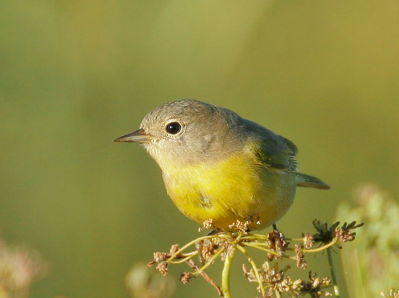 Nashville Warbler