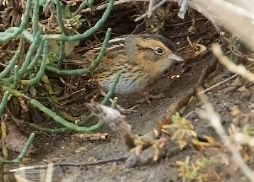Nelson's Sparrow