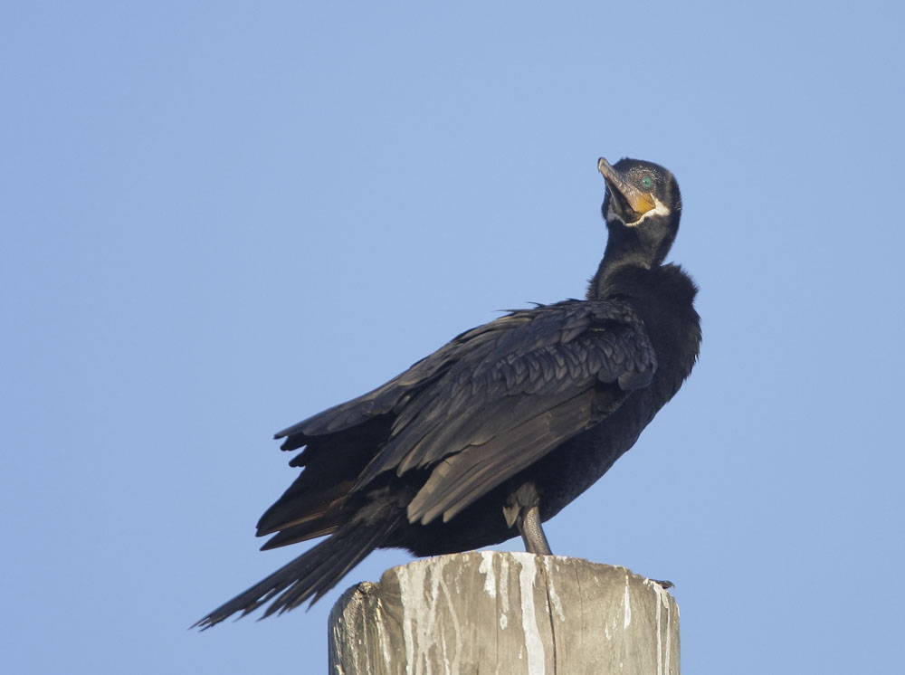 Neotropic Cormorant, 4/16/08, "Rail Road," Galveston, TX