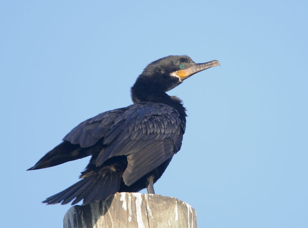 Neotropic Cormorant, 4/16/08, "Rail Road," Galveston, TX