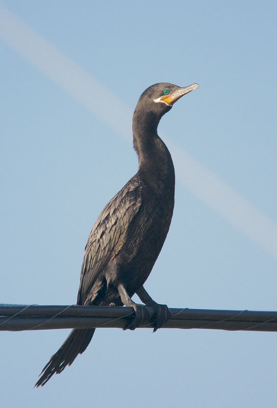 Neotropic Cormorant, 4/16/08, "Rail Road," Galveston, TX