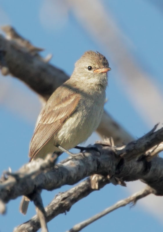 Northern Beardless-Tyrannulet