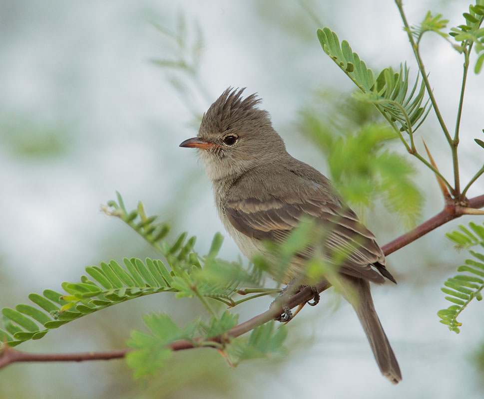 Northern Beardless-Tyrannulet